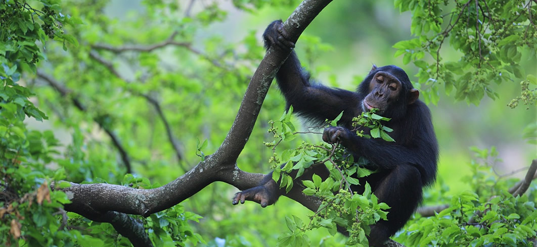 Jane Goodall Chimp Conservation in Tanzania