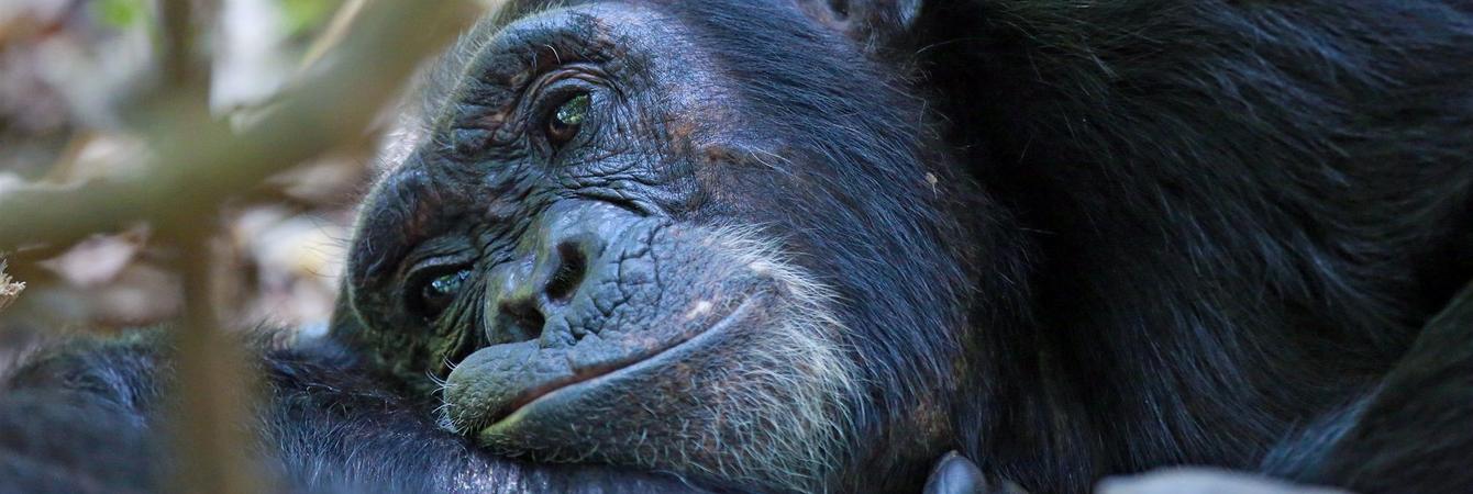 chimpanzee Tracking Tanzania