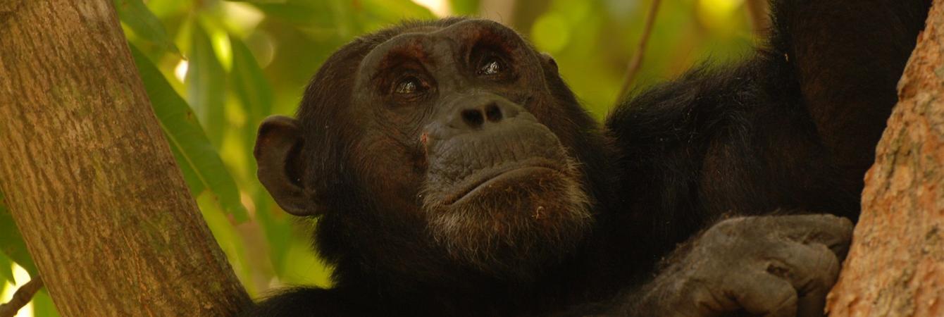 Tanzania National Parks